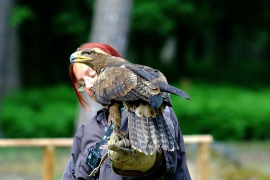 Steppenadler - Falknerei - Wildpark Alte Fasanerie Klein Auheim 2017