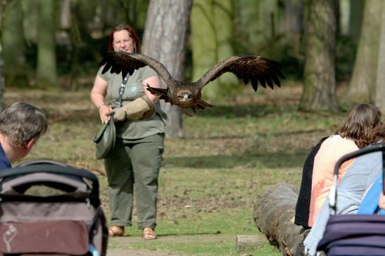 Steppenadler - Falknerei - Wildpark Alte Fasanerie Klein Auheim 2017