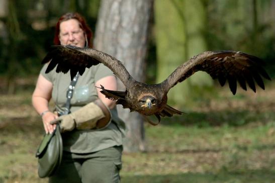 Steppenadler - Falknerei - Wildpark Alte Fasanerie Klein Auheim 2017