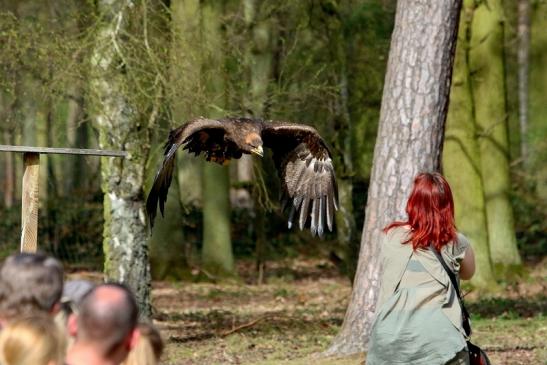 Steppenadler - Falknerei - Wildpark Alte Fasanerie Klein Auheim 2017