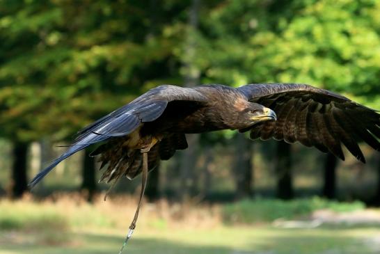 Steppenadler - Falknerei - Wildpark Alte Fasanerie Klein Auheim 2017