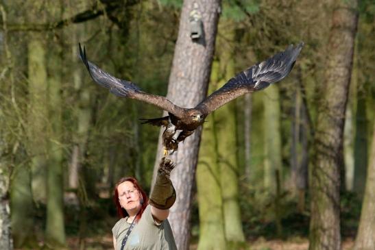 Steppenadler - Falknerei - Wildpark Alte Fasanerie Klein Auheim 2017