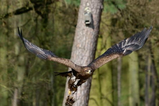 Steppenadler - Falknerei - Wildpark Alte Fasanerie Klein Auheim 2017