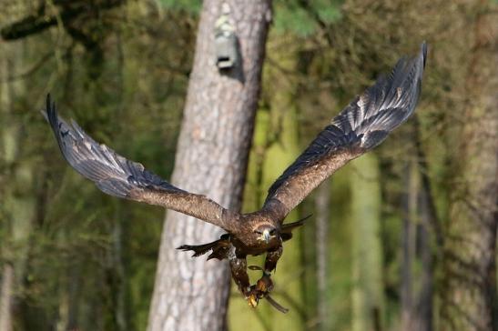 Steppenadler - Falknerei - Wildpark Alte Fasanerie Klein Auheim 2017