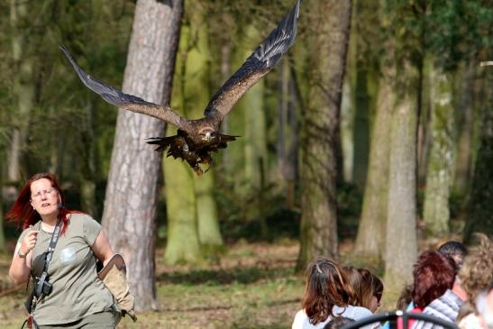 Steppenadler - Falknerei - Wildpark Alte Fasanerie Klein Auheim 2017