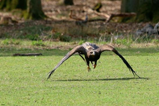 Steppenadler - Falknerei - Wildpark Alte Fasanerie Klein Auheim 2017