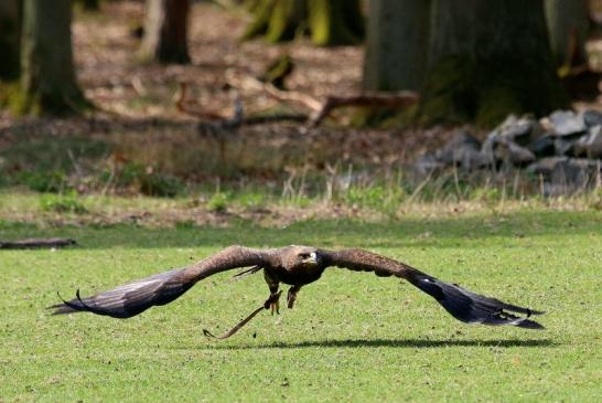 Steppenadler - Falknerei - Wildpark Alte Fasanerie Klein Auheim 2017