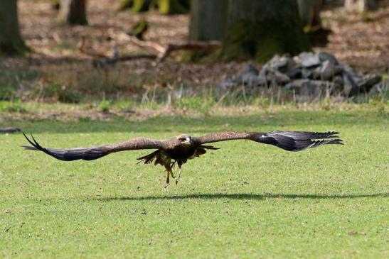 Steppenadler - Falknerei - Wildpark Alte Fasanerie Klein Auheim 2017