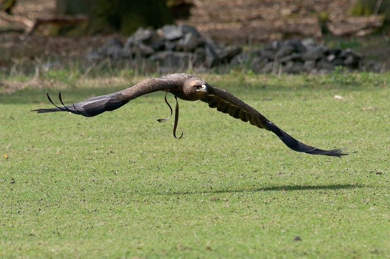 Steppenadler - Falknerei - Wildpark Alte Fasanerie Klein Auheim 2017