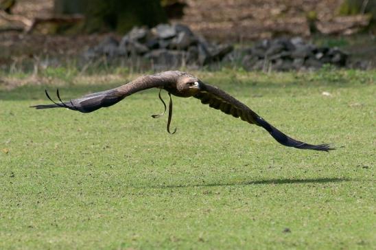 Steppenadler - Falknerei - Wildpark Alte Fasanerie Klein Auheim 2017