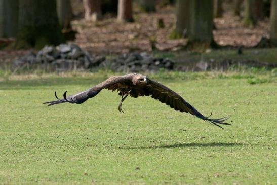 Steppenadler - Falknerei - Wildpark Alte Fasanerie Klein Auheim 2017