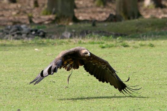 Steppenadler - Falknerei - Wildpark Alte Fasanerie Klein Auheim 2017