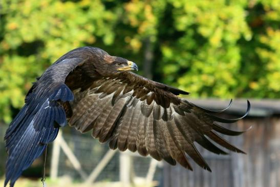 Steppenadler - Falknerei - Wildpark Alte Fasanerie Klein Auheim 2017