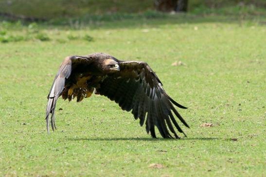 Steppenadler - Falknerei - Wildpark Alte Fasanerie Klein Auheim 2017