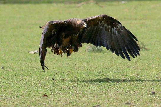 Steppenadler - Falknerei - Wildpark Alte Fasanerie Klein Auheim 2017