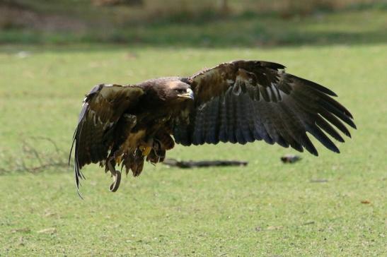 Steppenadler - Falknerei - Wildpark Alte Fasanerie Klein Auheim 2017