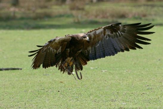 Steppenadler - Falknerei - Wildpark Alte Fasanerie Klein Auheim 2017