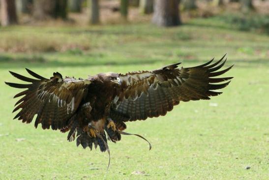 Steppenadler - Falknerei - Wildpark Alte Fasanerie Klein Auheim 2017