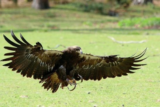 Steppenadler - Falknerei - Wildpark Alte Fasanerie Klein Auheim 2017