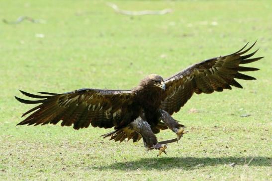 Steppenadler - Falknerei - Wildpark Alte Fasanerie Klein Auheim 2017