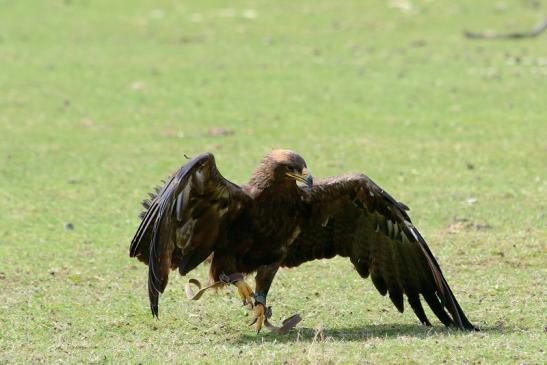 Steppenadler - Falknerei - Wildpark Alte Fasanerie Klein Auheim 2017