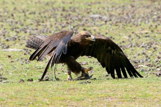 Steppenadler - Falknerei - Wildpark Alte Fasanerie Klein Auheim 2017