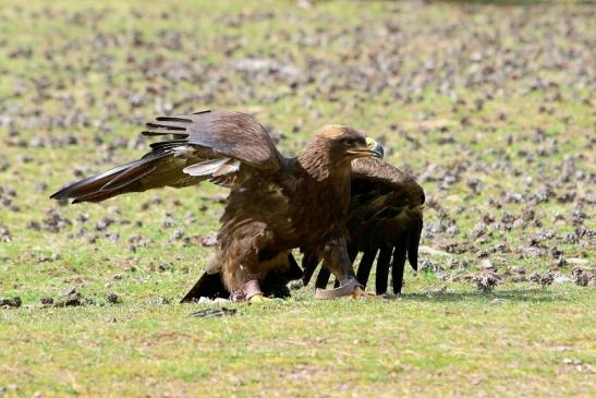 Steppenadler - Falknerei - Wildpark Alte Fasanerie Klein Auheim 2017