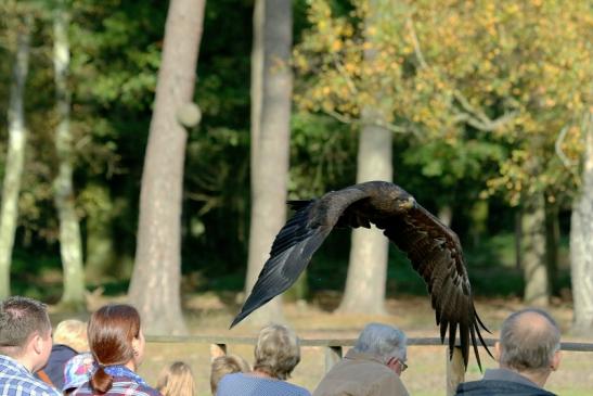 Steppenadler - Falknerei - Wildpark Alte Fasanerie Klein Auheim 2017