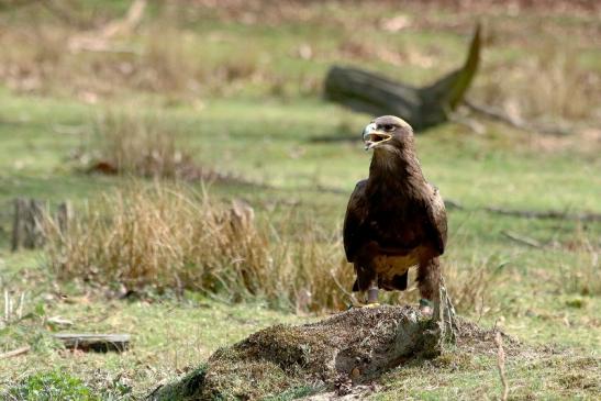 Steppenadler - Falknerei - Wildpark Alte Fasanerie Klein Auheim 2017