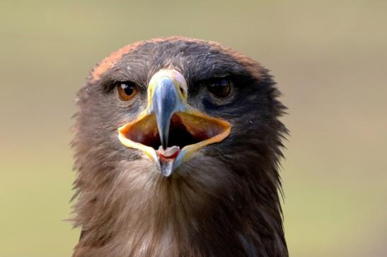 Steppenadler - Falknerei - Wildpark Alte Fasanerie Klein Auheim 2017