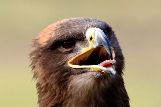 Steppenadler - Falknerei - Wildpark Alte Fasanerie Klein Auheim 2017