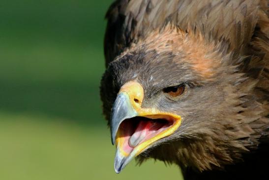 Steppenadler - Falknerei - Wildpark Alte Fasanerie Klein Auheim 2017