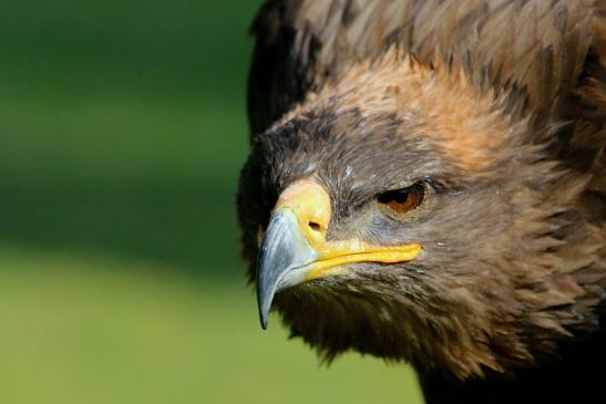 Steppenadler - Falknerei - Wildpark Alte Fasanerie Klein Auheim 2017