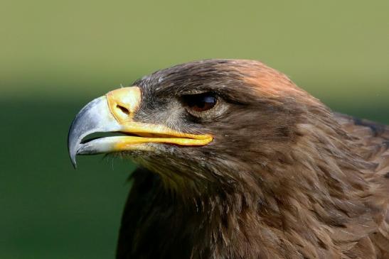 Steppenadler - Falknerei - Wildpark Alte Fasanerie Klein Auheim 2017