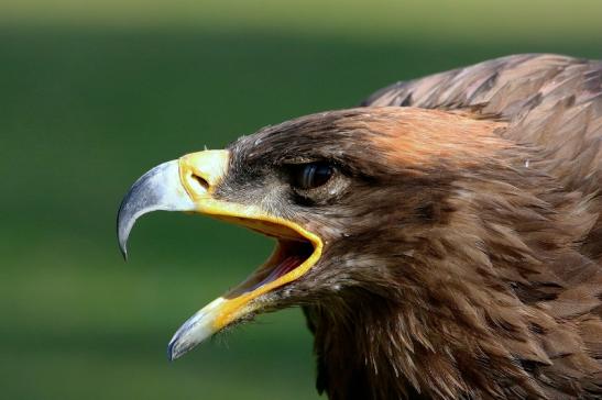 Steppenadler - Falknerei - Wildpark Alte Fasanerie Klein Auheim 2017