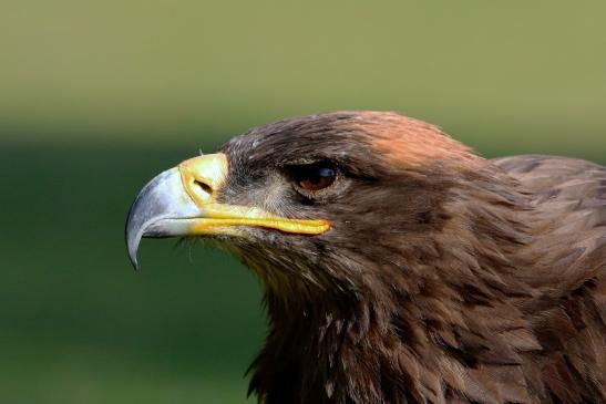 Steppenadler - Falknerei - Wildpark Alte Fasanerie Klein Auheim 2017