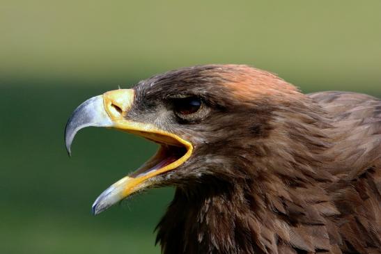 Steppenadler - Falknerei - Wildpark Alte Fasanerie Klein Auheim 2017