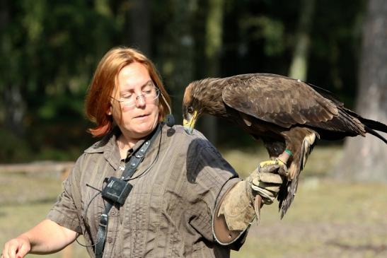 Steppenadler - Falknerei - Wildpark Alte Fasanerie Klein Auheim 2017