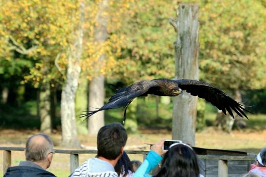 Steppenadler - Falknerei - Wildpark Alte Fasanerie Klein Auheim 2017