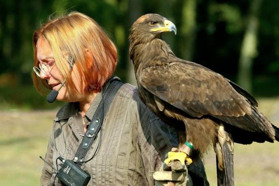 Steppenadler - Falknerei - Wildpark Alte Fasanerie Klein Auheim 2017