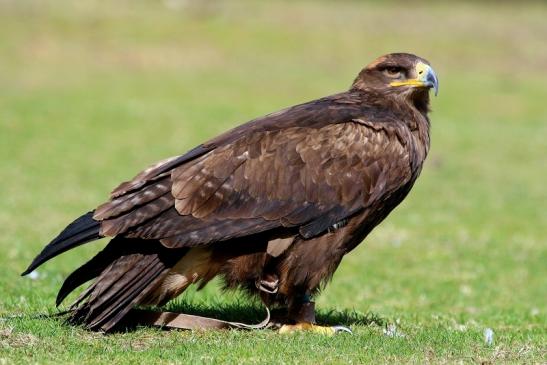 Steppenadler - Falknerei - Wildpark Alte Fasanerie Klein Auheim 2017