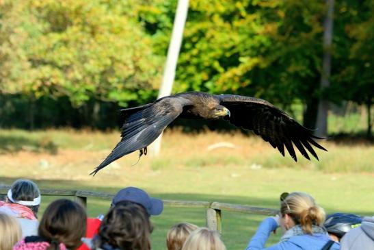 Steppenadler - Falknerei - Wildpark Alte Fasanerie Klein Auheim 2017
