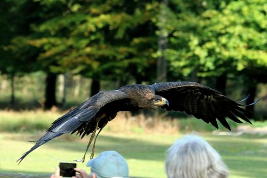 Steppenadler - Falknerei - Wildpark Alte Fasanerie Klein Auheim 2017