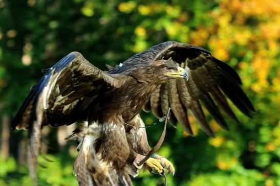 Foto des Monats April 2020 Steppenadler Falknerei im Wildpark Alte Fasanerie Klein Auheim