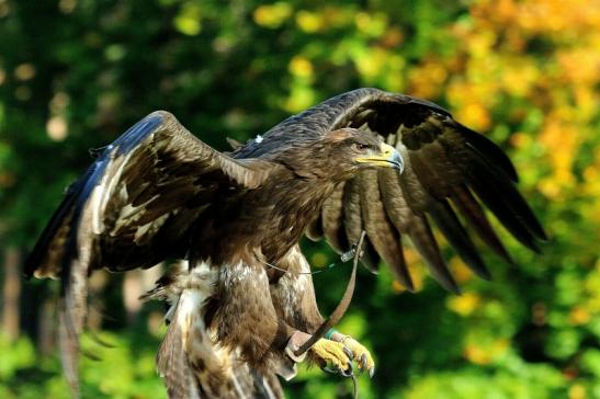 Foto des Monats April 2020 Steppenadler Falknerei im Wildpark Alte Fasanerie Klein Auheim