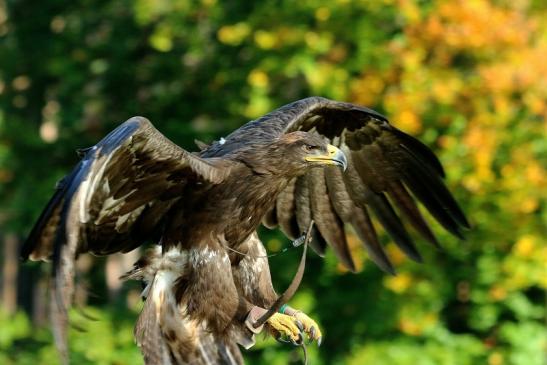 Steppenadler - Falknerei - Wildpark Alte Fasanerie Klein Auheim 2017