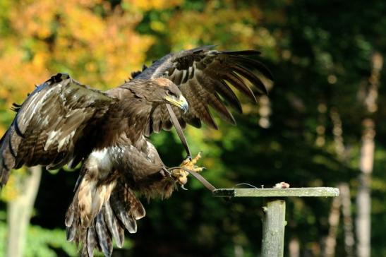 Steppenadler - Falknerei - Wildpark Alte Fasanerie Klein Auheim 2017