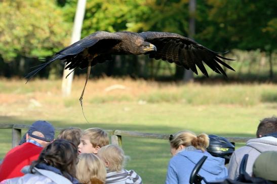 Steppenadler - Falknerei - Wildpark Alte Fasanerie Klein Auheim 2017