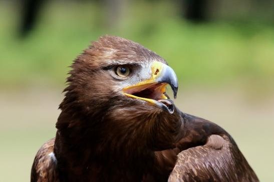 Steinadler - Falknerei - Wildpark Alte Fasanerie Klein Auheim 2018