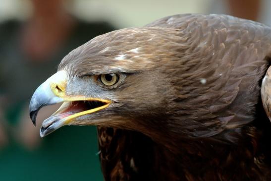 Steinadler - Falknerei - Wildpark Alte Fasanerie Klein Auheim 2018